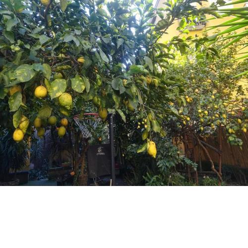 La limonaia di Chiaia