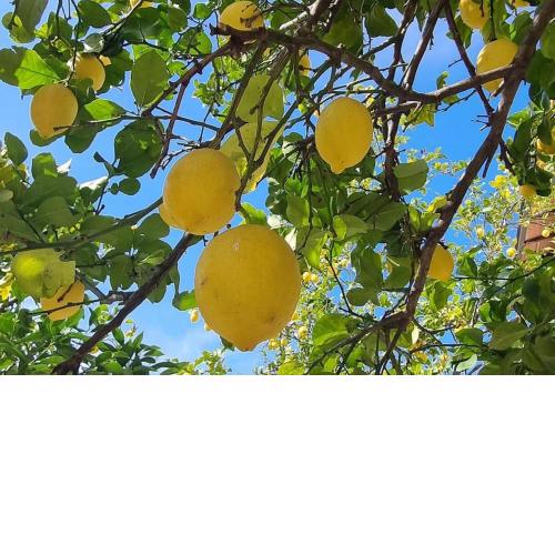 La Limonaia