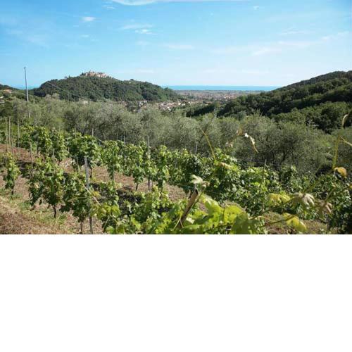 La Sarticola