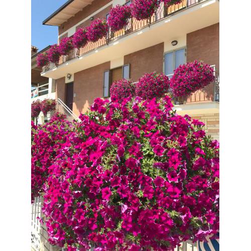 La Signora Dei Fiori