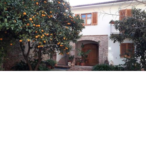 L'arancio Antico