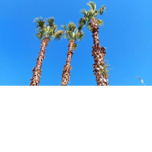 Le 3 Palme