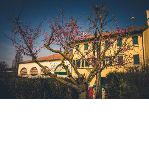 Le Vigne Morosina