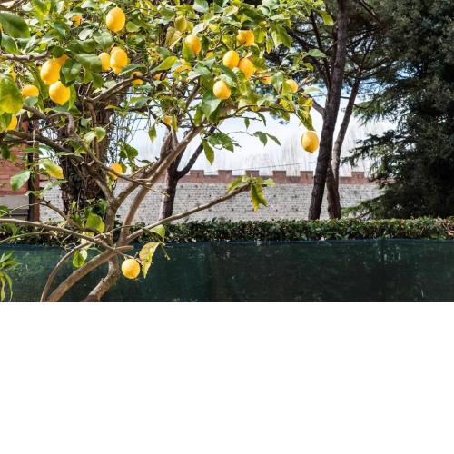 Lemon House GREEN