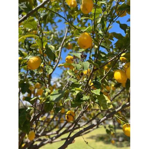 Lemon Tree Apt _ cozy and comfy