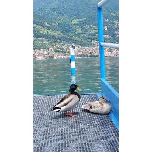 Light on Lake Iseo