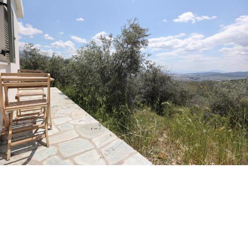 Little house in the olive grove