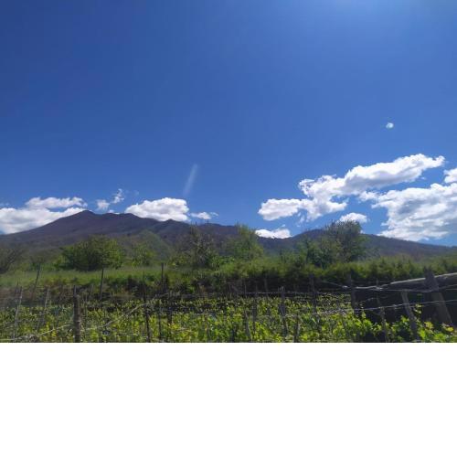 L'orto del Vesuvio di Laura Guidone