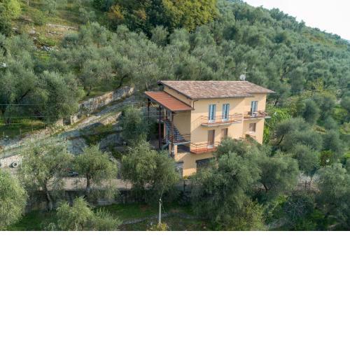 Madonna Dell'Aiuto True View Olivo
