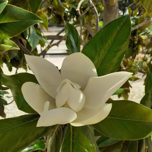 Magnolia Casa Vacanze