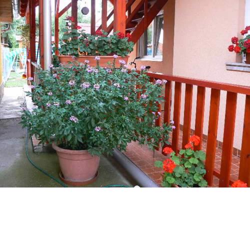 Marcsi Apartman