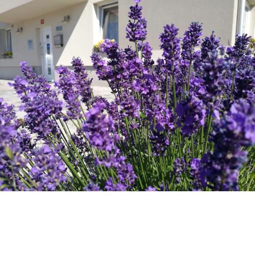 Mondina Guest House