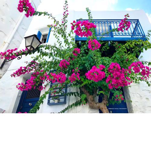 Next to the Bougainvillea!