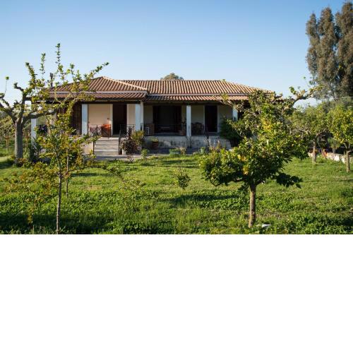 Olive Grove Zakynthos