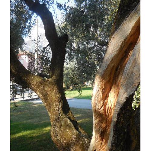 Olive Tree House