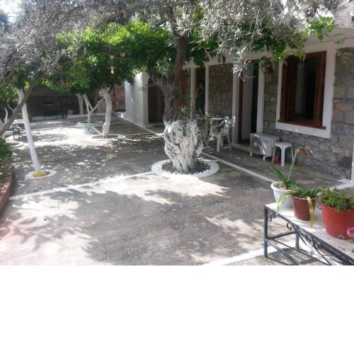 Olive trees