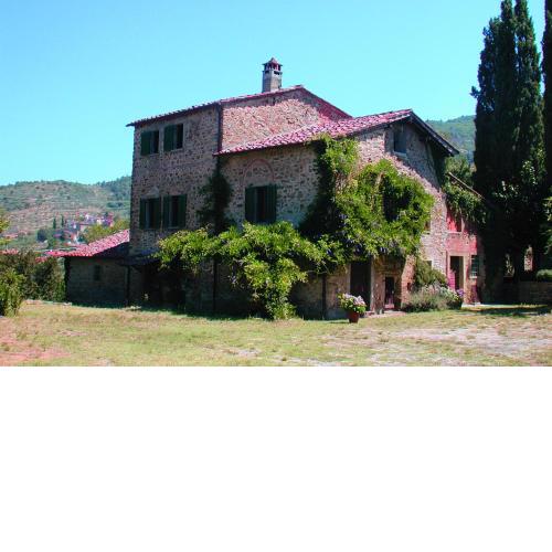 Olivo