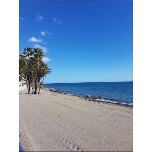 Orchid of Estepona