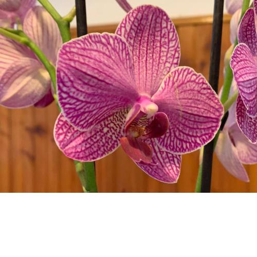 Orchidea