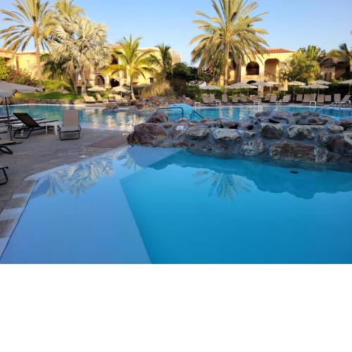 Palm Oasis