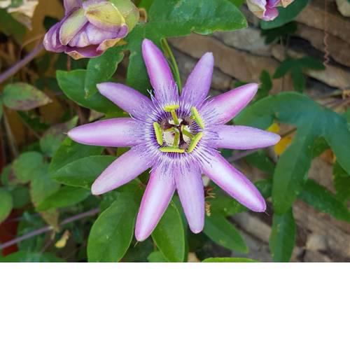 Passiflore