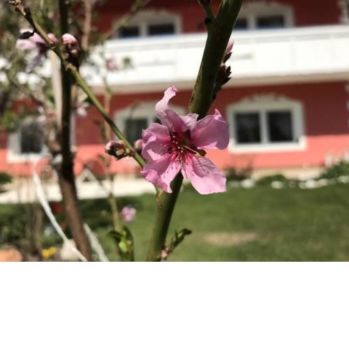 Pension Hadanig
