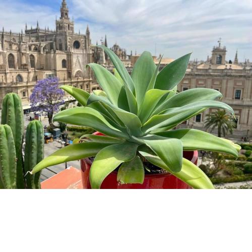 Penthouse in front Giralda