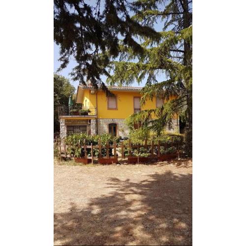 Piccolo ulivo Ranch