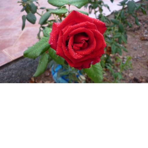 Portu Frailis