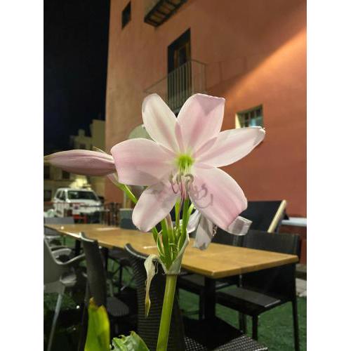Restaurant & Rooms Cabrit