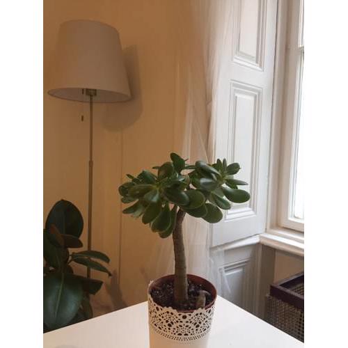 Reviczky Apartman