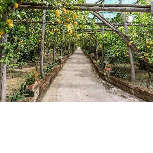 Romantic Garden