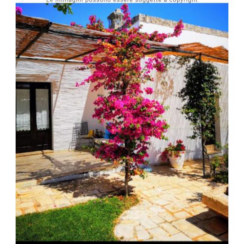 Room in BB - Stunning quadruple room in ancient Masseria near the sea in a quiet olive trees