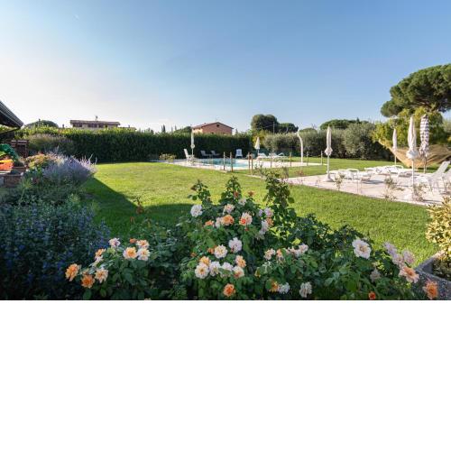 Rosa di Assisi