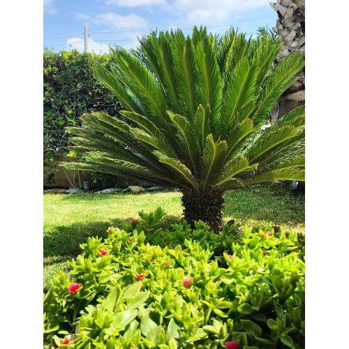 Rosanthea perla marina