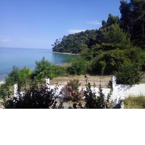 Sea & Forest