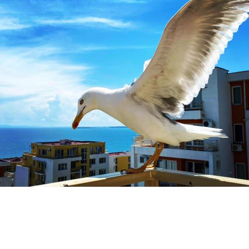 Sea View Panoramic Apartments, Fort Noks Crown Club