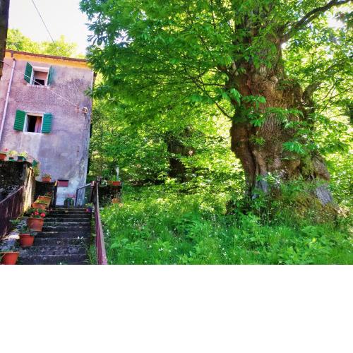 SINGLE HOUSE IN THE GREEN WILD! Casa Karmel