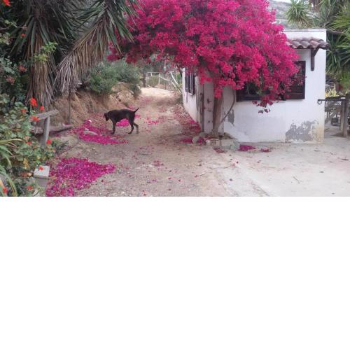 Sitia Vrisidi ranch