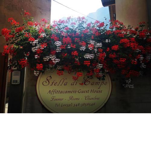 Stella Di Campo