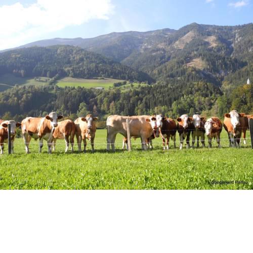 Stiegenwirt