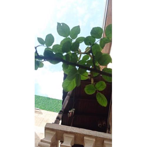 Terrace Boutique hotel