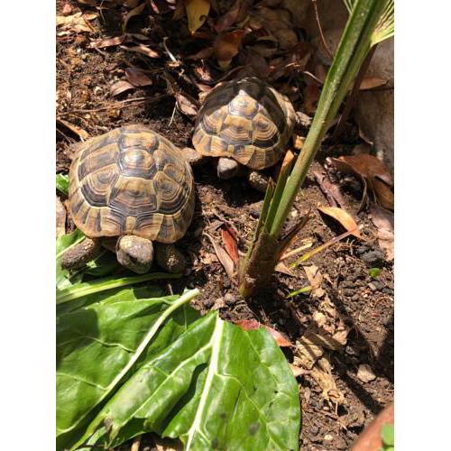 Tortoise