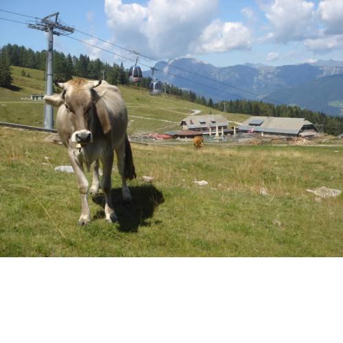 Tressdorfer Alm