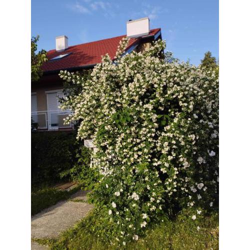 Trivulzio Vendégház - Lazíts egy tündéri városban