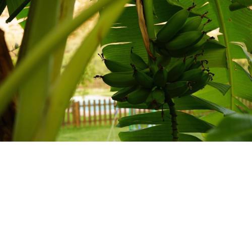 Tropical Studio