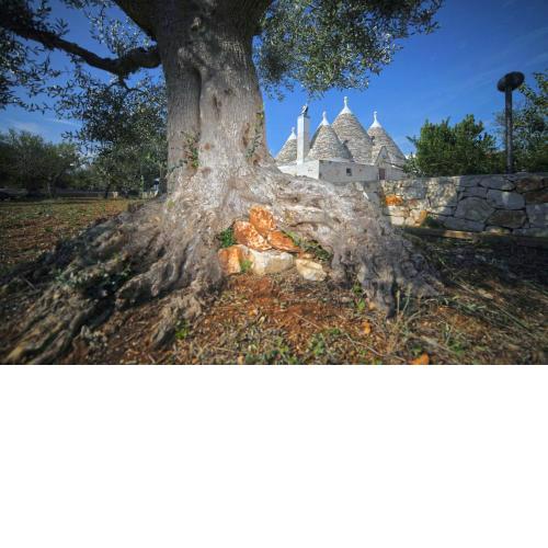 Trulli Foggia dell'Albero
