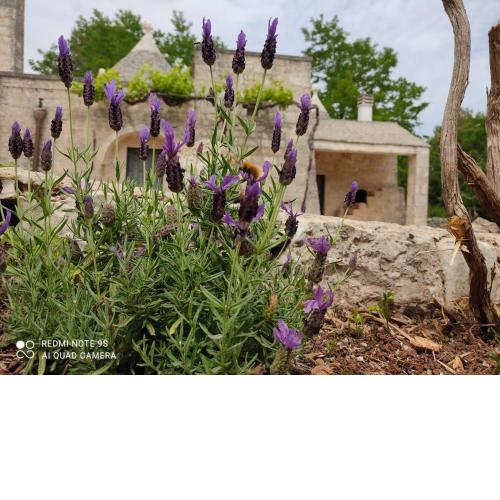 TRULLO PIETRO