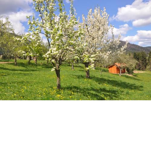 Turistična kmetija Lesjak