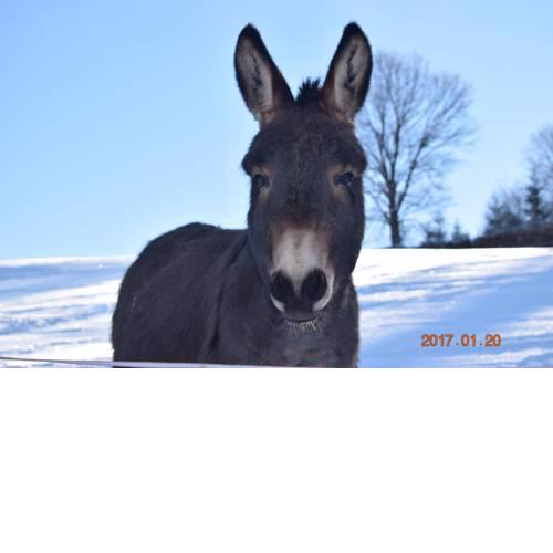 U Oslíka